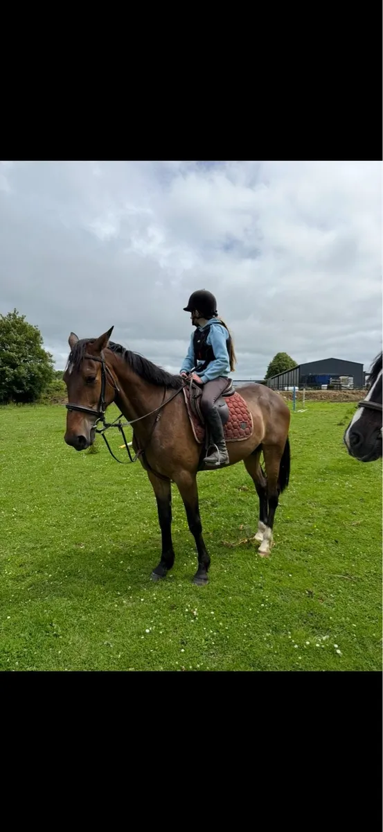 bombproof 15.2 - Image 4