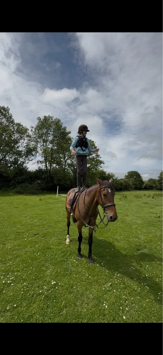 bombproof 15.2 - Image 1