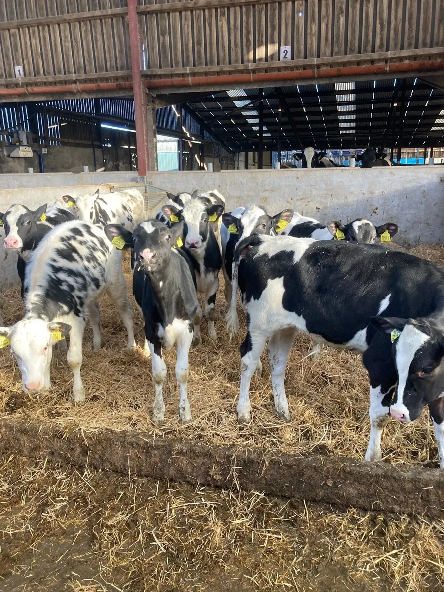 Holstein heifers calves - Image 1