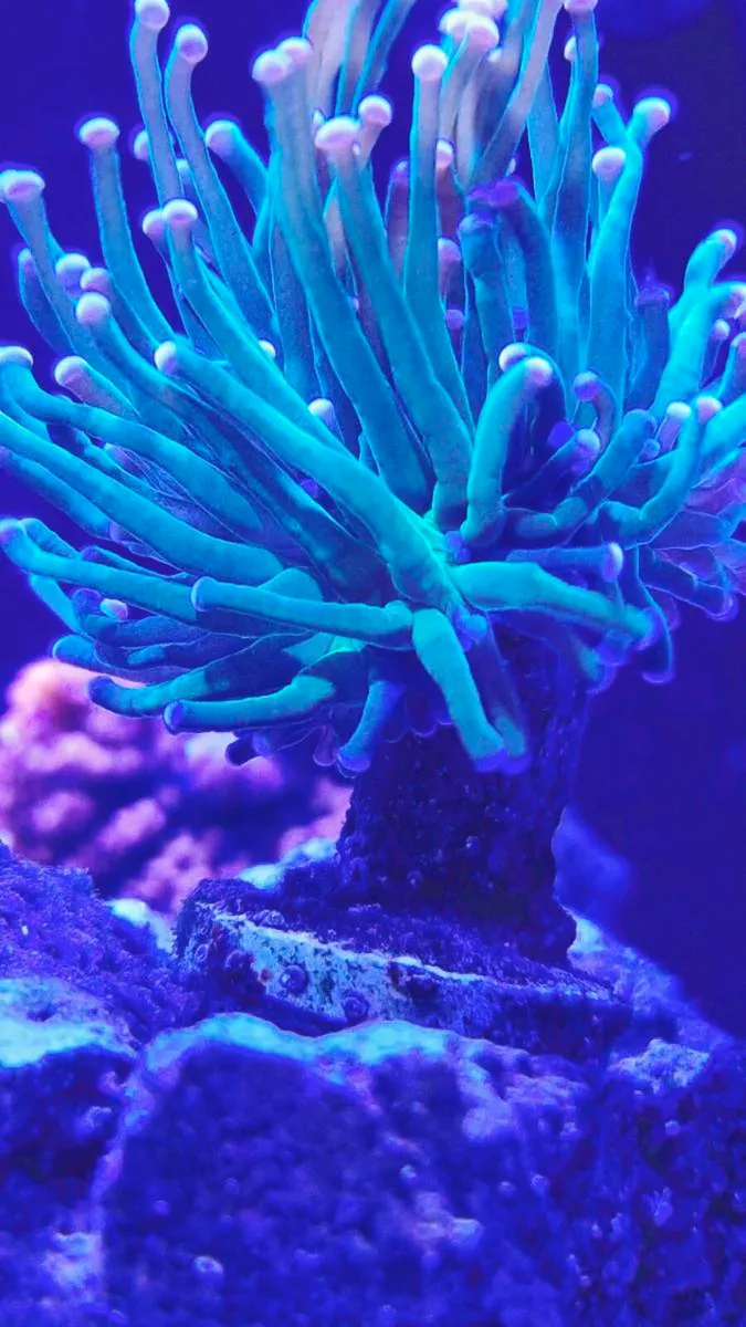 Red Sea Nano Max XXL - Image 4