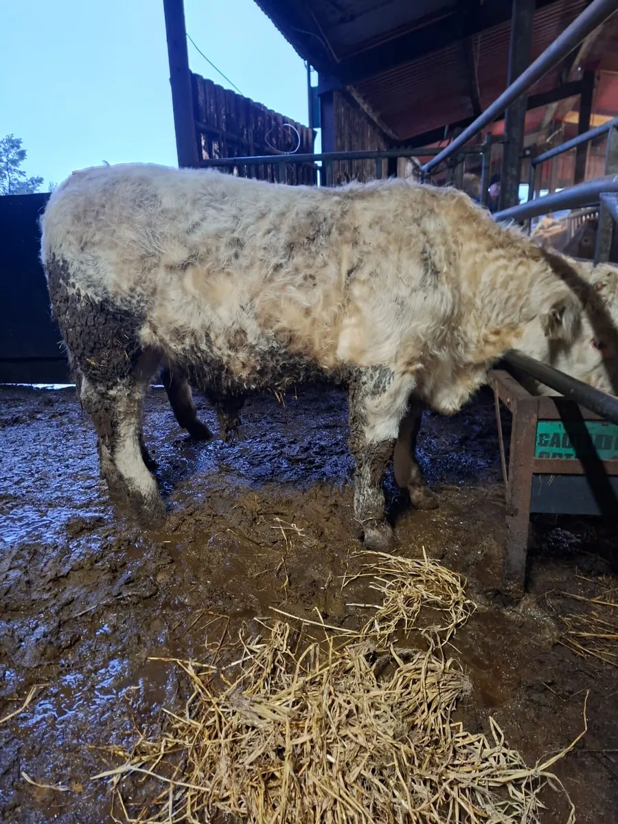 2 Pedigree Charolais Bulls - Image 4