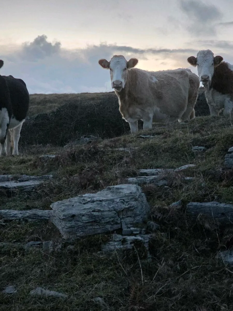 ☆☆☆☆☆Simmental cow for sale ☆☆☆☆☆ - Image 1