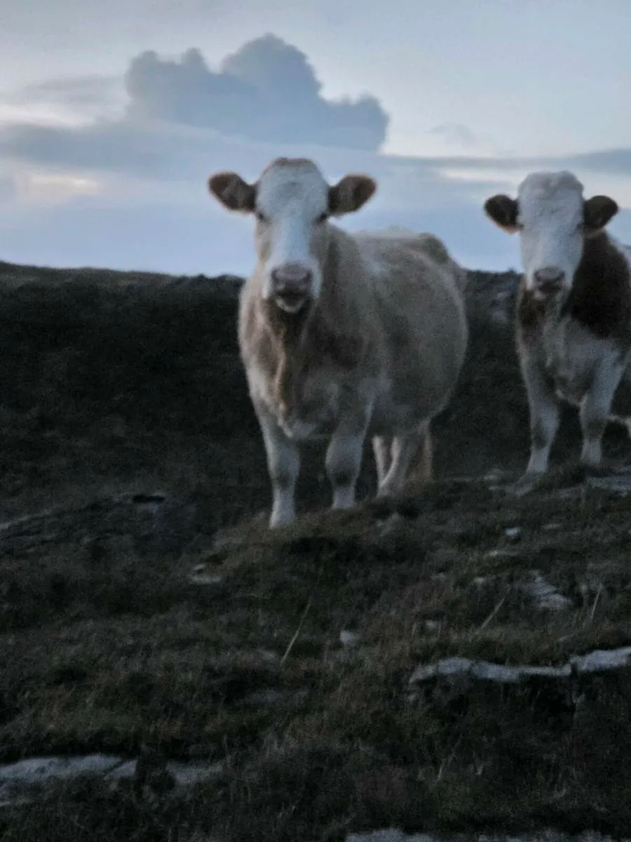 ☆☆☆☆☆Simmental cow for sale ☆☆☆☆☆ - Image 2