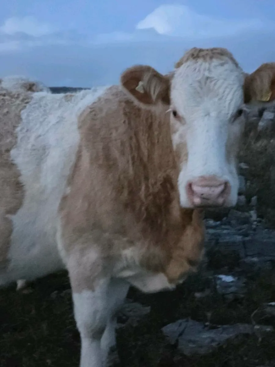 ☆☆☆☆☆Simmental cow for sale ☆☆☆☆☆ - Image 3