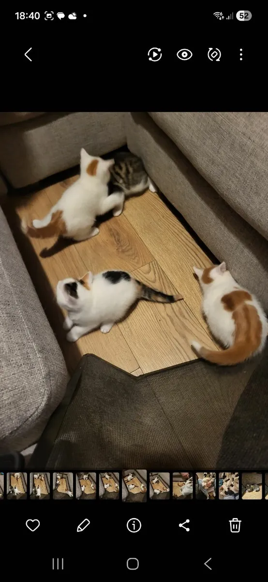 Kittens - Image 2