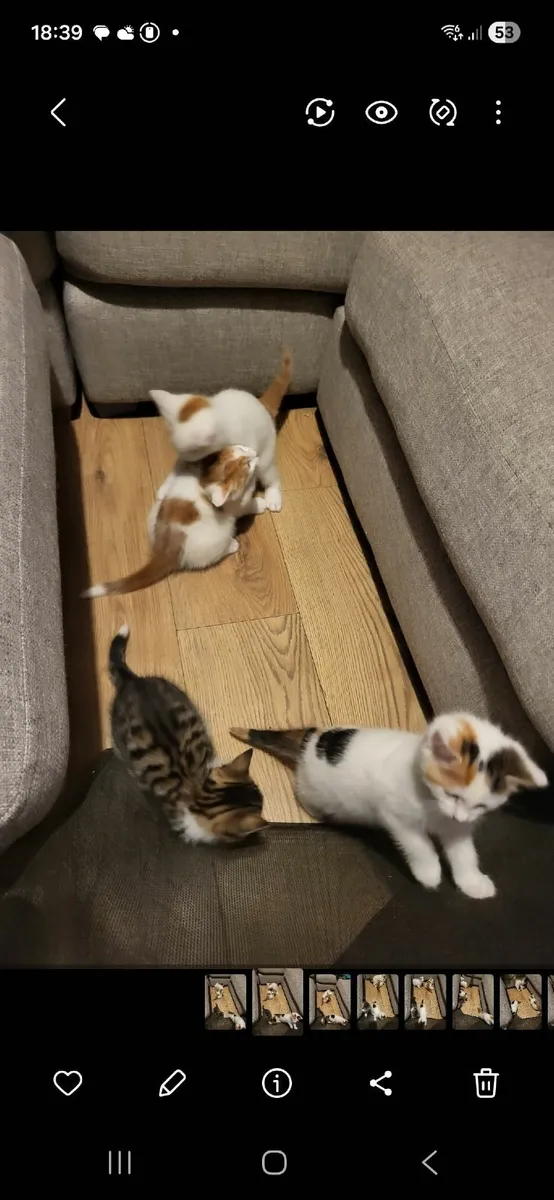 Kittens - Image 1