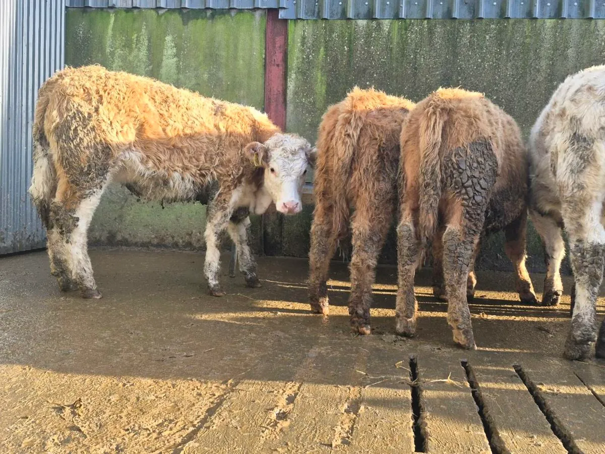 10 Super Charollais Heifer Weanlings - Image 2