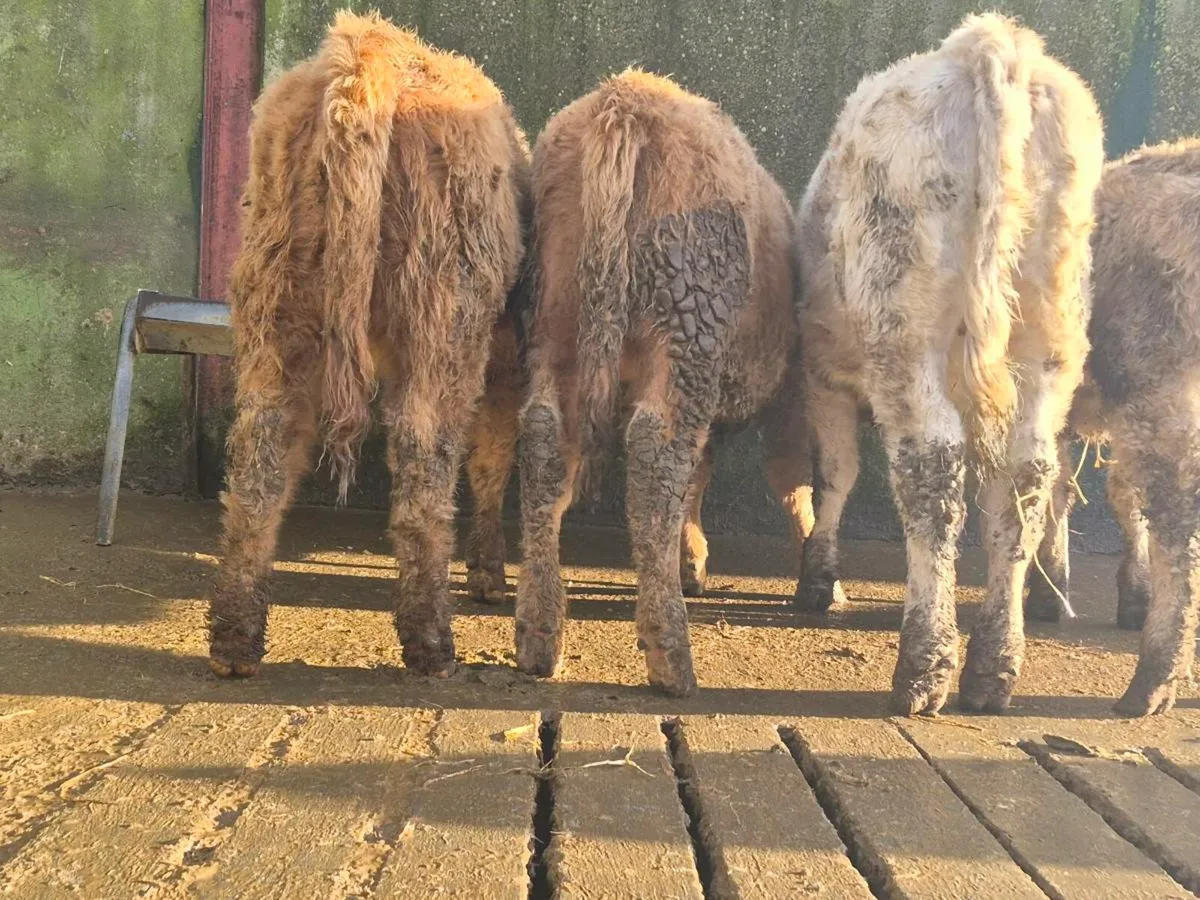 10 Super Charollais Heifer Weanlings - Image 3