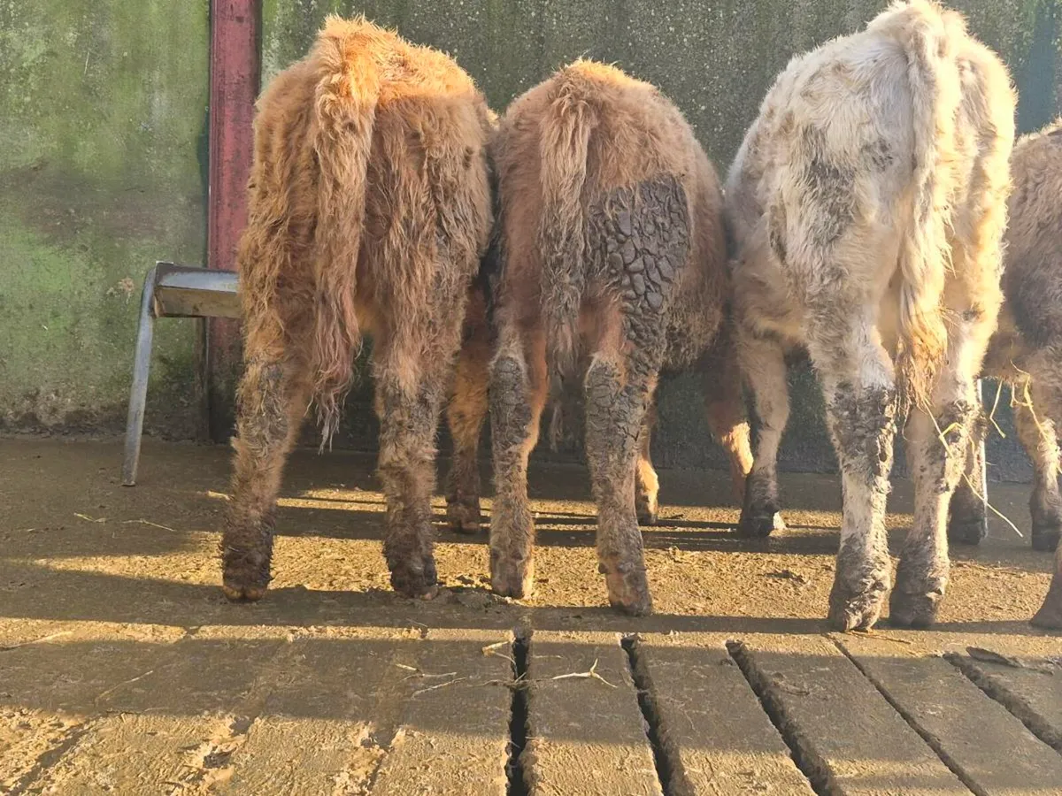 10 Super Charollais Heifer Weanlings - Image 4