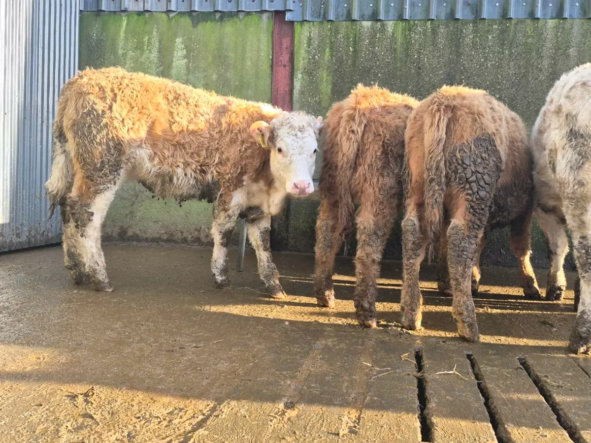 10 Super Charollais Heifer Weanlings - Image 1