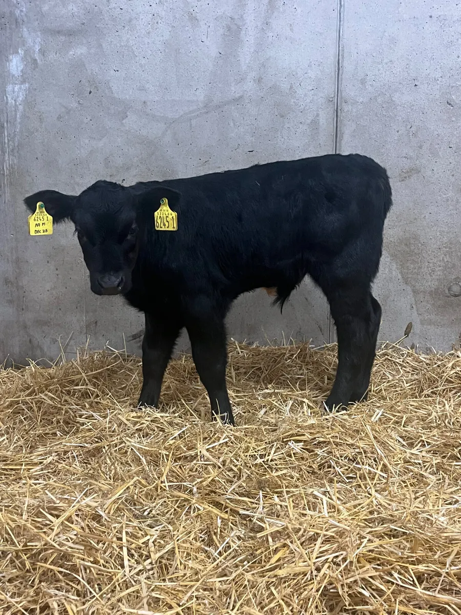 8 Super Bull Calves - Image 2