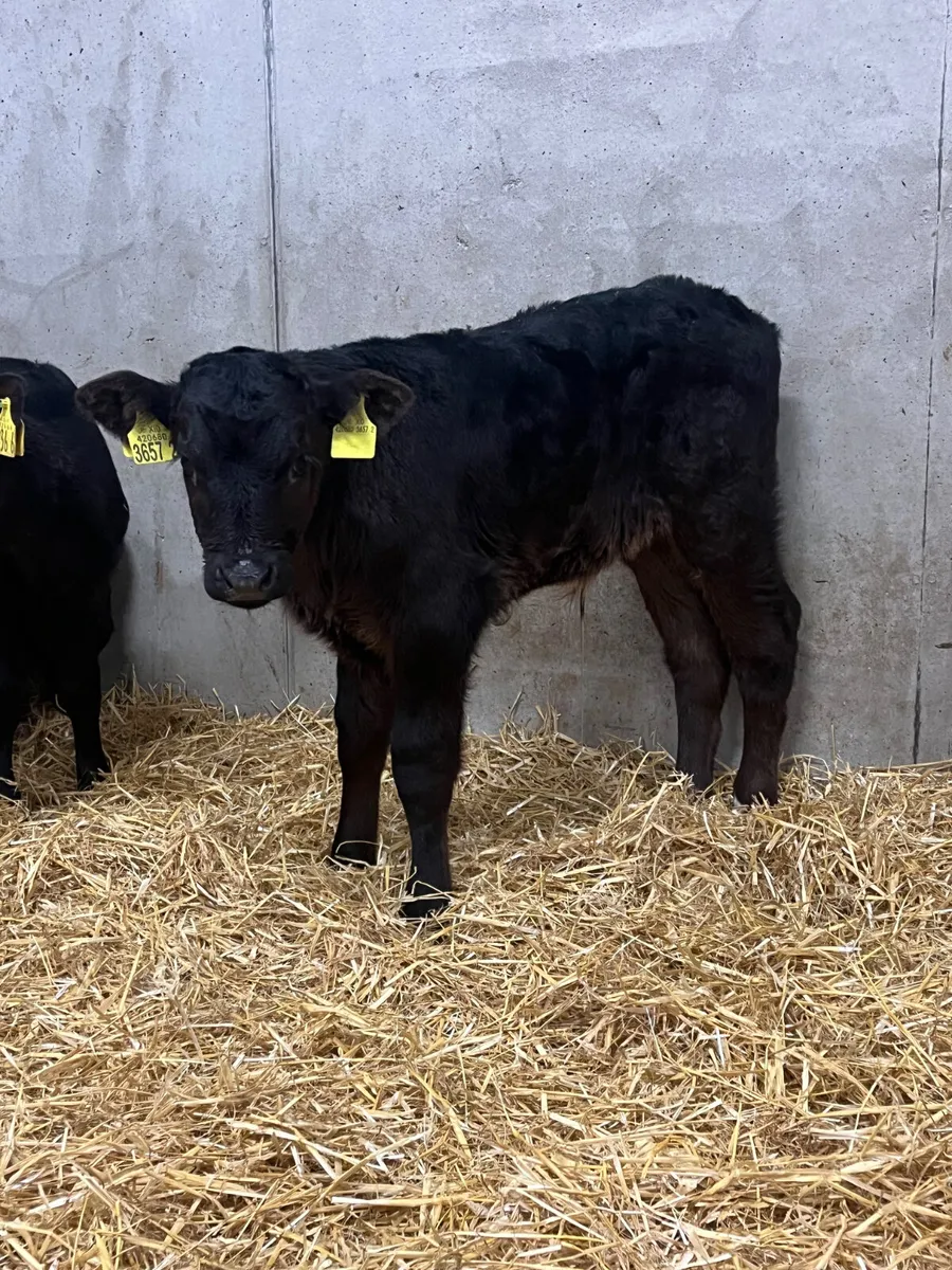 8 Super Bull Calves - Image 3
