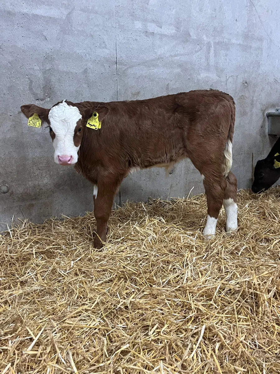 8 Super Bull Calves - Image 1