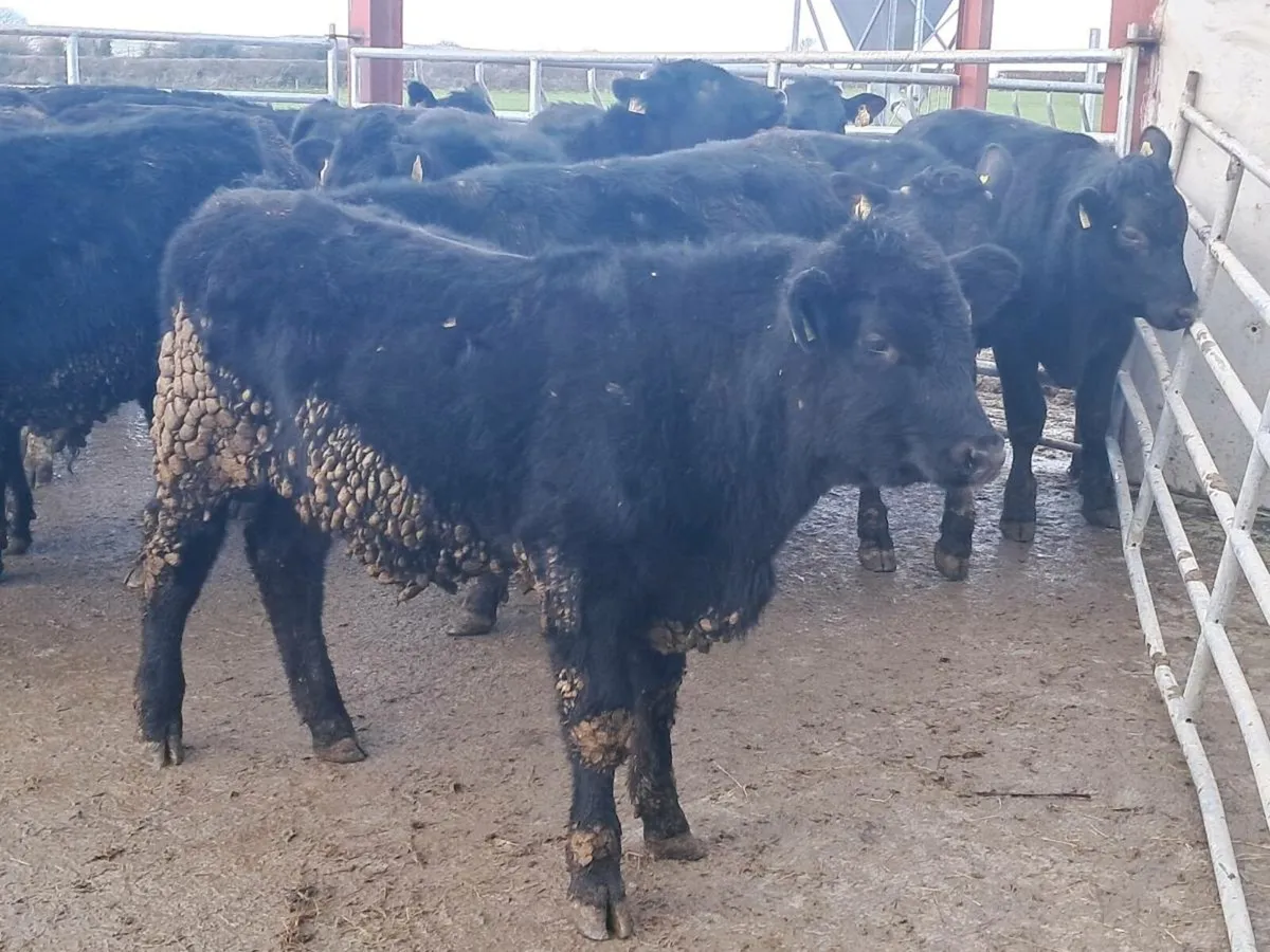 26 ABERDEEN ANGUS BULLOCKS - Image 4