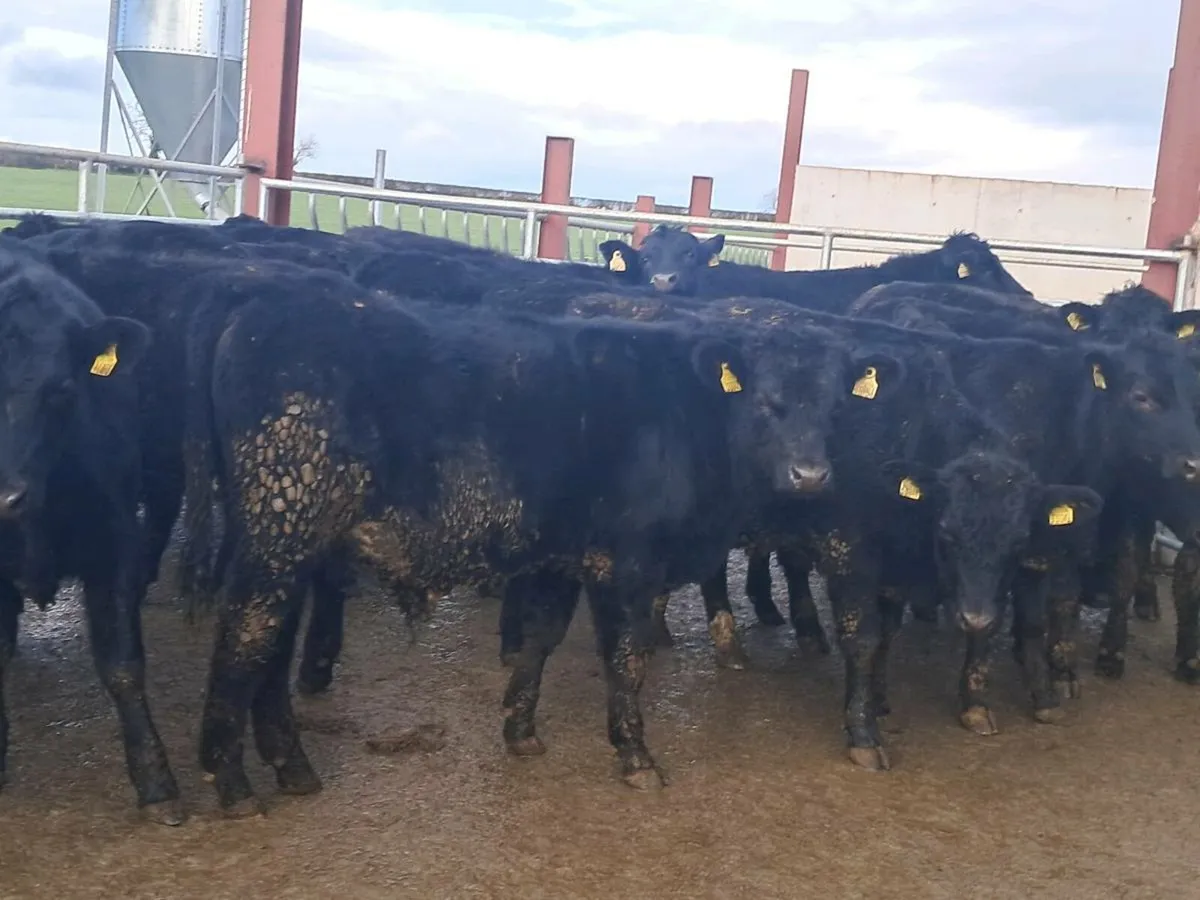 26 ABERDEEN ANGUS BULLOCKS - Image 1