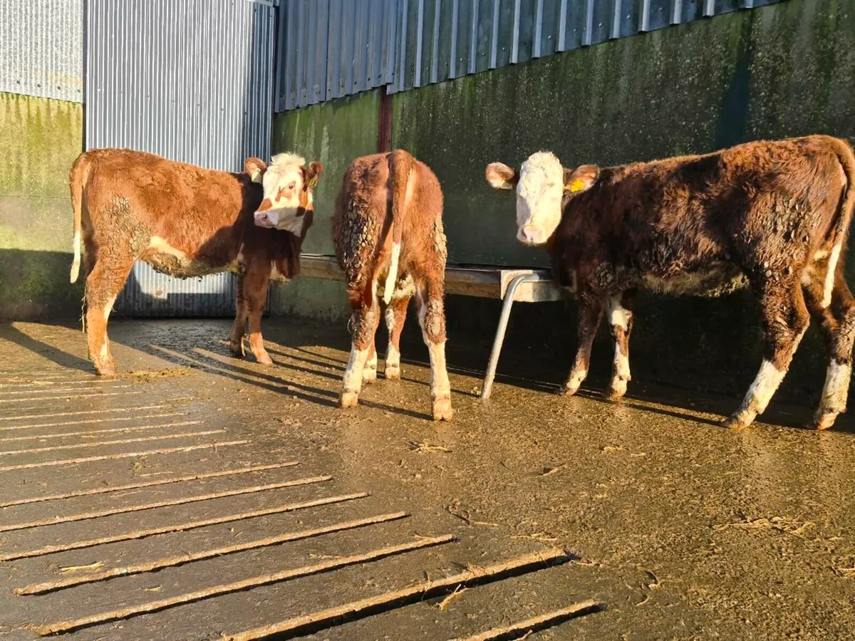🌟 Red Hereford Heifers 🌟 - Image 2