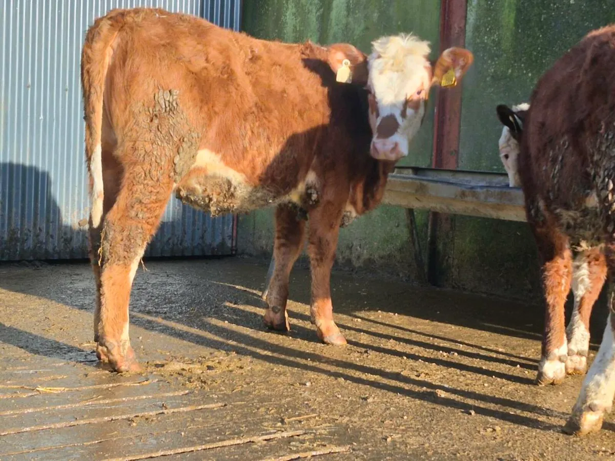 🌟 Red Hereford Heifers 🌟 - Image 3