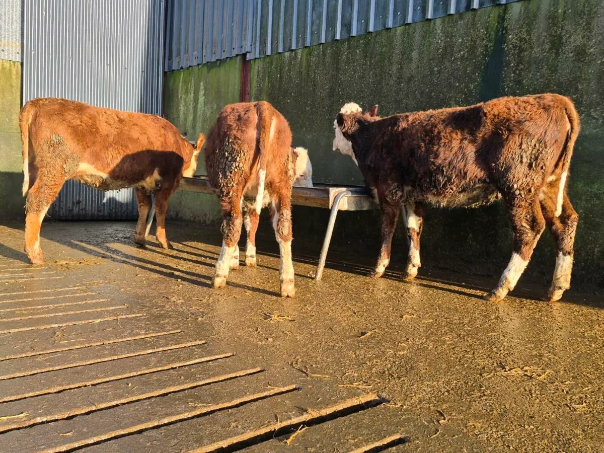 🌟 Red Hereford Heifers 🌟 - Image 4