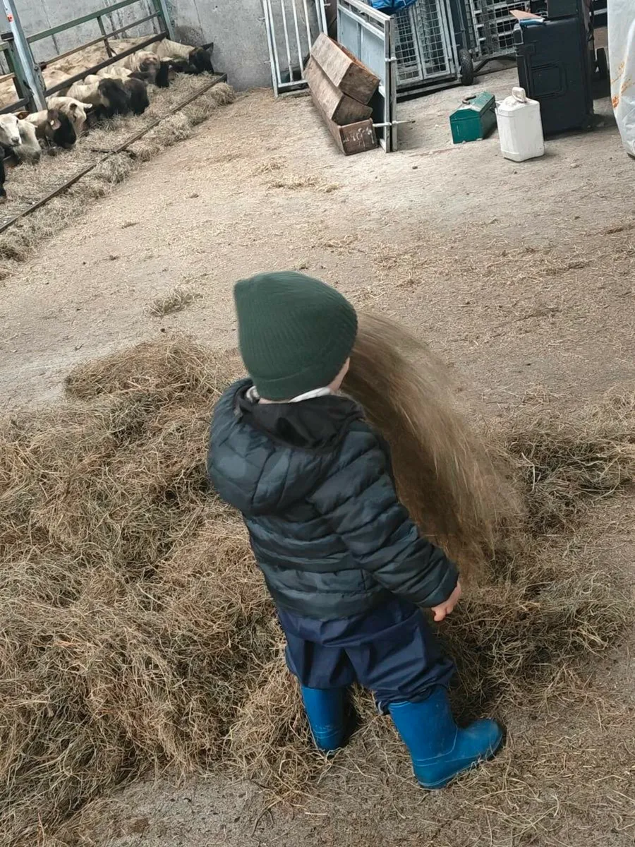 Hay and Haylage - Image 2