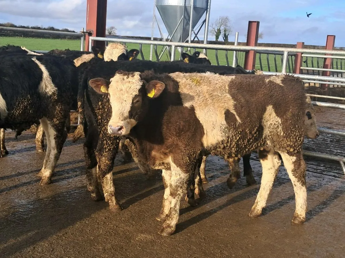 9 SIMMENTAL BULLOCKS - Image 1