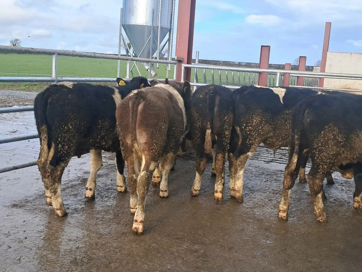 9 SIMMENTAL BULLOCKS - Image 2