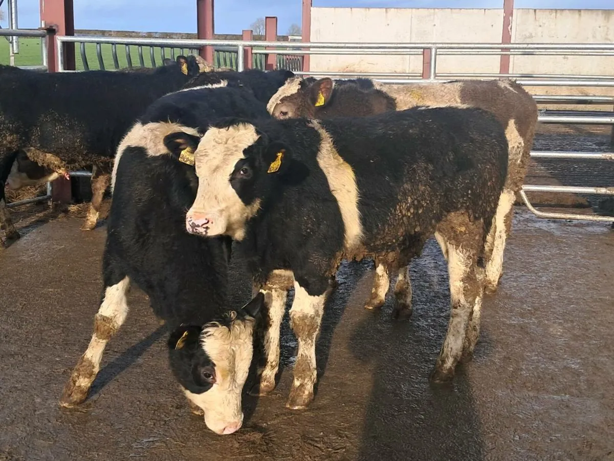 9 SIMMENTAL BULLOCKS - Image 4