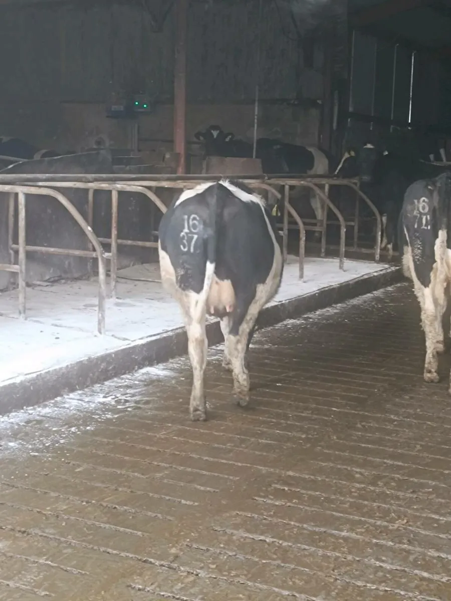 British Friesian heifers - Image 2