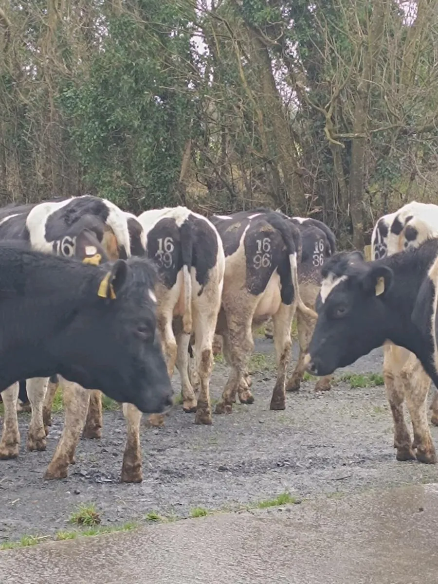 British Friesian heifers - Image 3