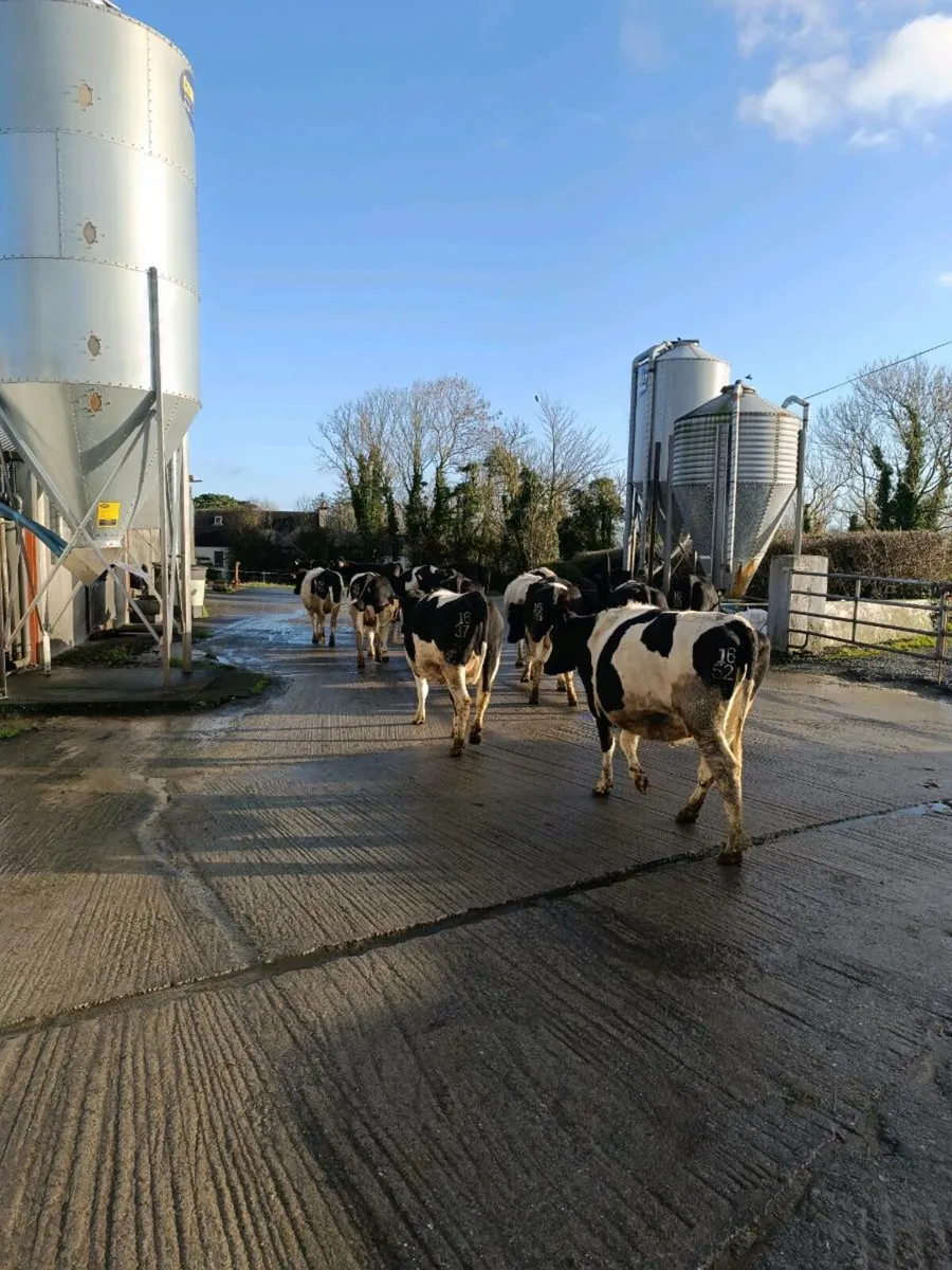 British Friesian heifers - Image 1