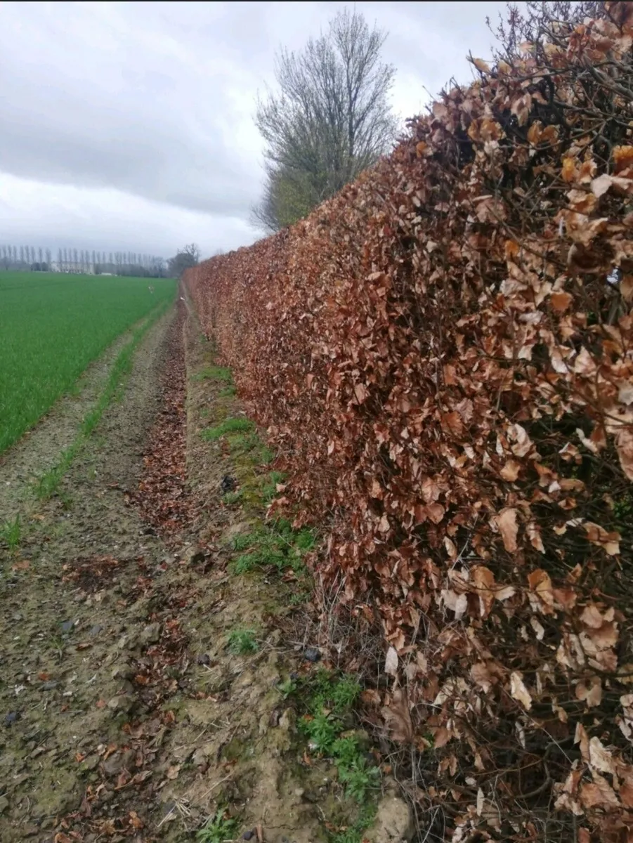 Copper Beech Hedging - Image 1