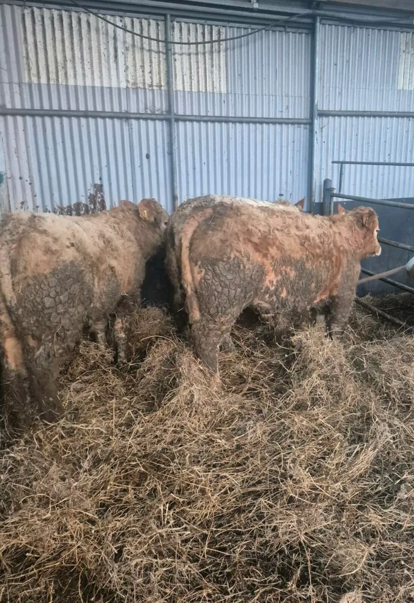 Suckler  bullock and heifers. Sale sat 17th jan - Image 2
