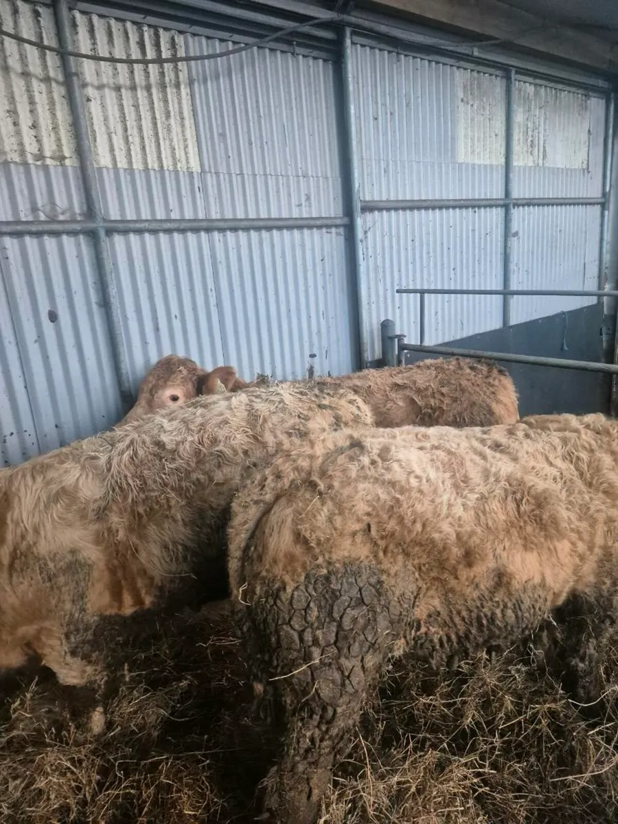 Suckler  bullock and heifers. Sale sat 17th jan - Image 3