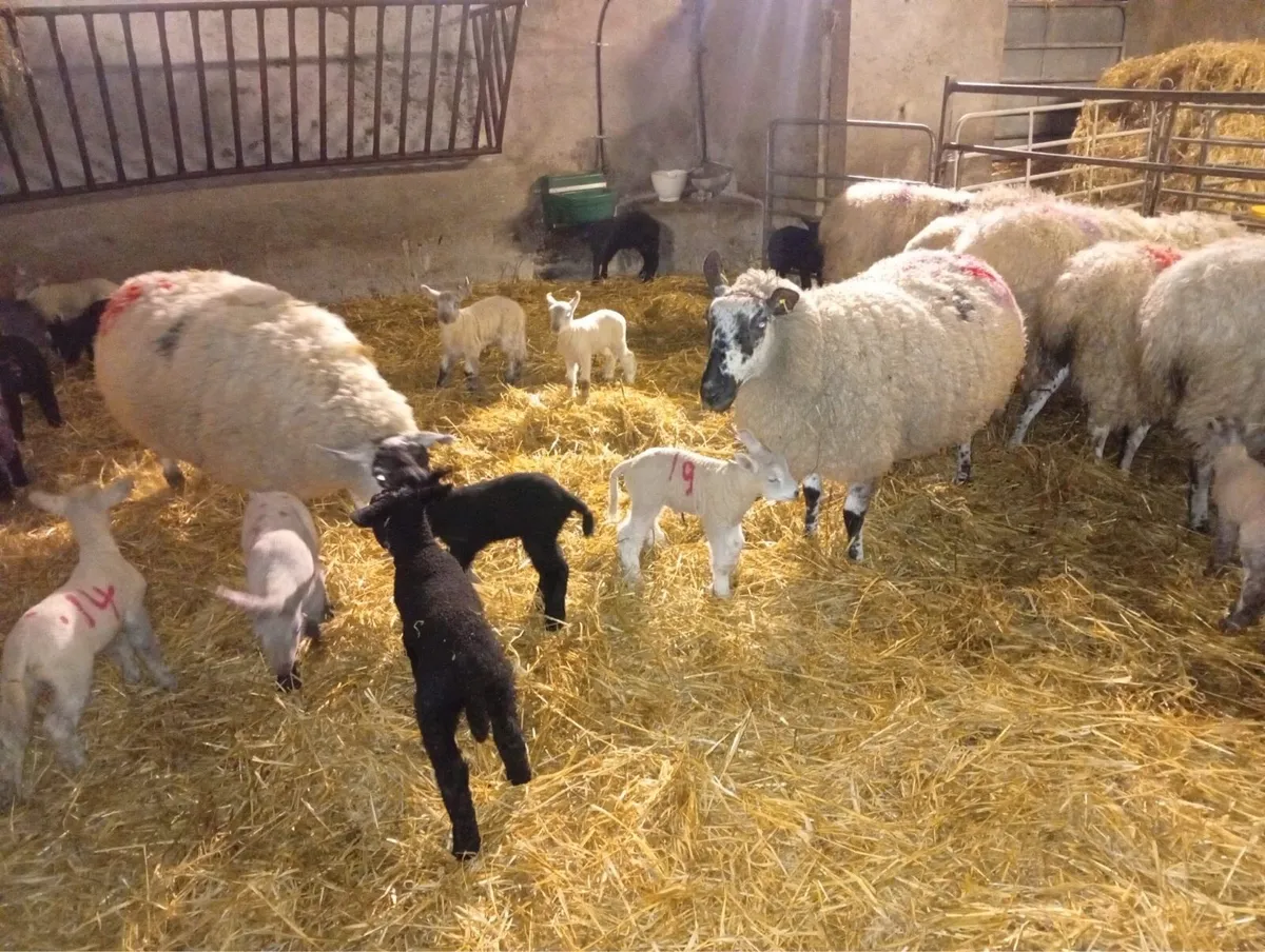 Ewes and lambs - Image 1
