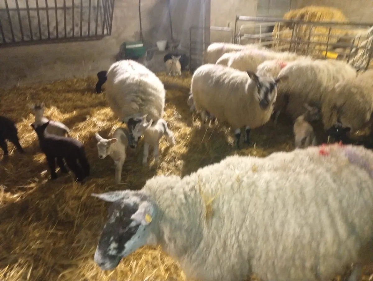 Ewes and lambs - Image 2