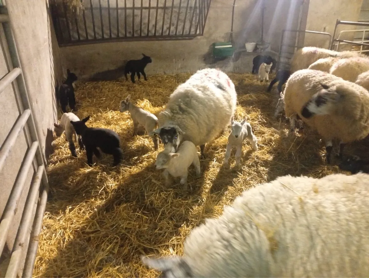 Ewes and lambs - Image 3