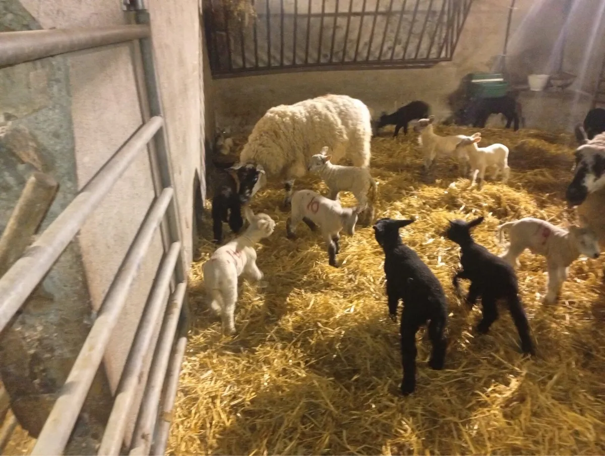 Ewes and lambs - Image 4