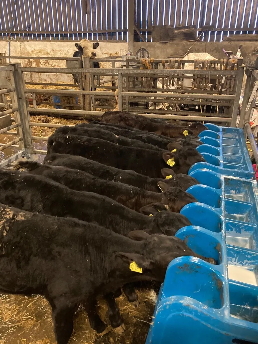 Angus bulls - Image 3