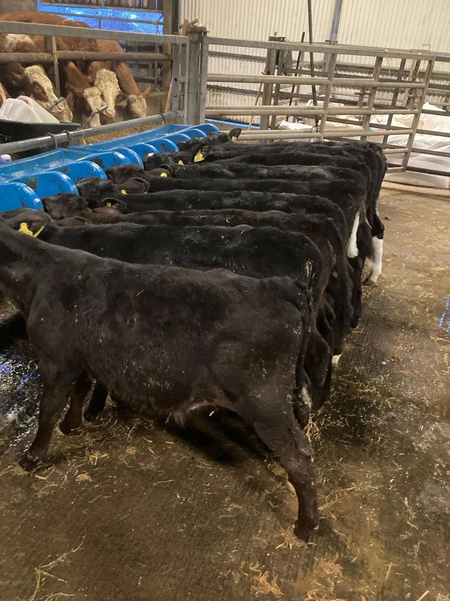 Angus bulls - Image 2