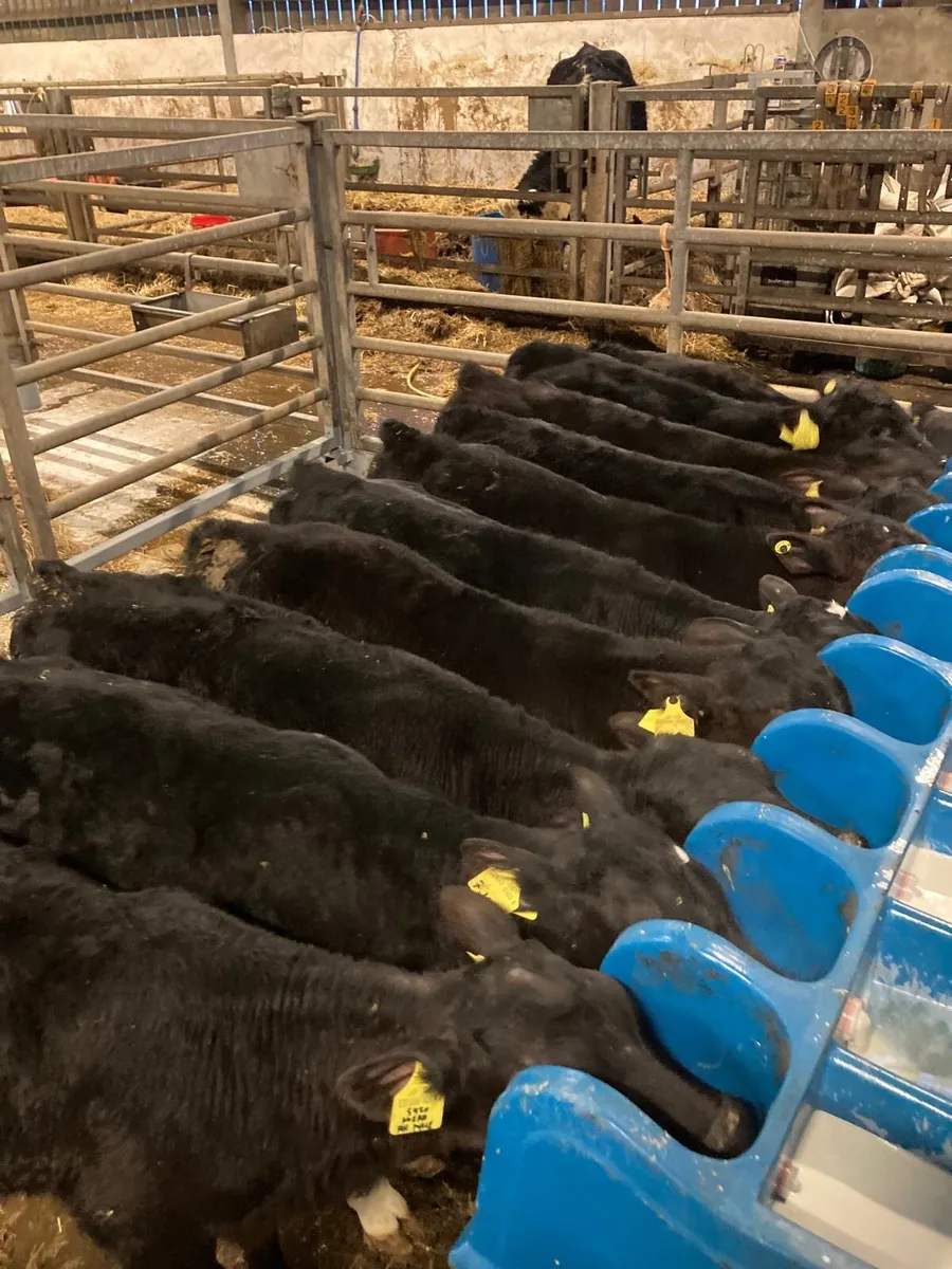 Angus bulls - Image 4