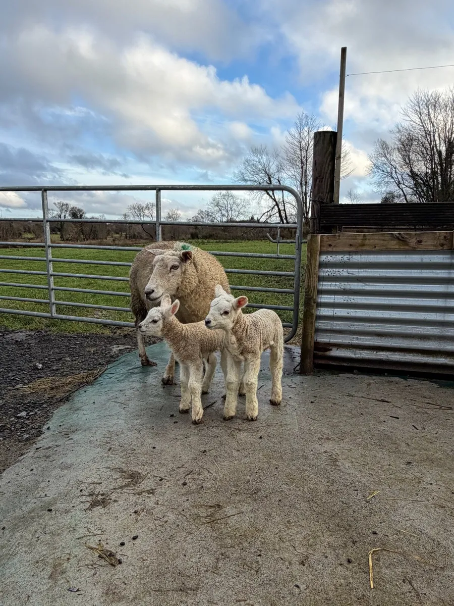 🐑Ewe with twin lambs🐑 - Image 1
