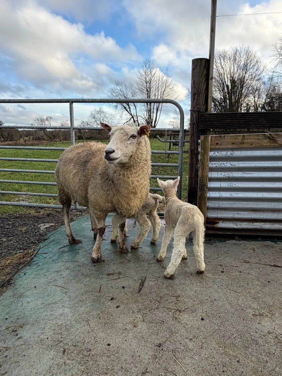 🐑Ewe with twin lambs🐑 - Image 2