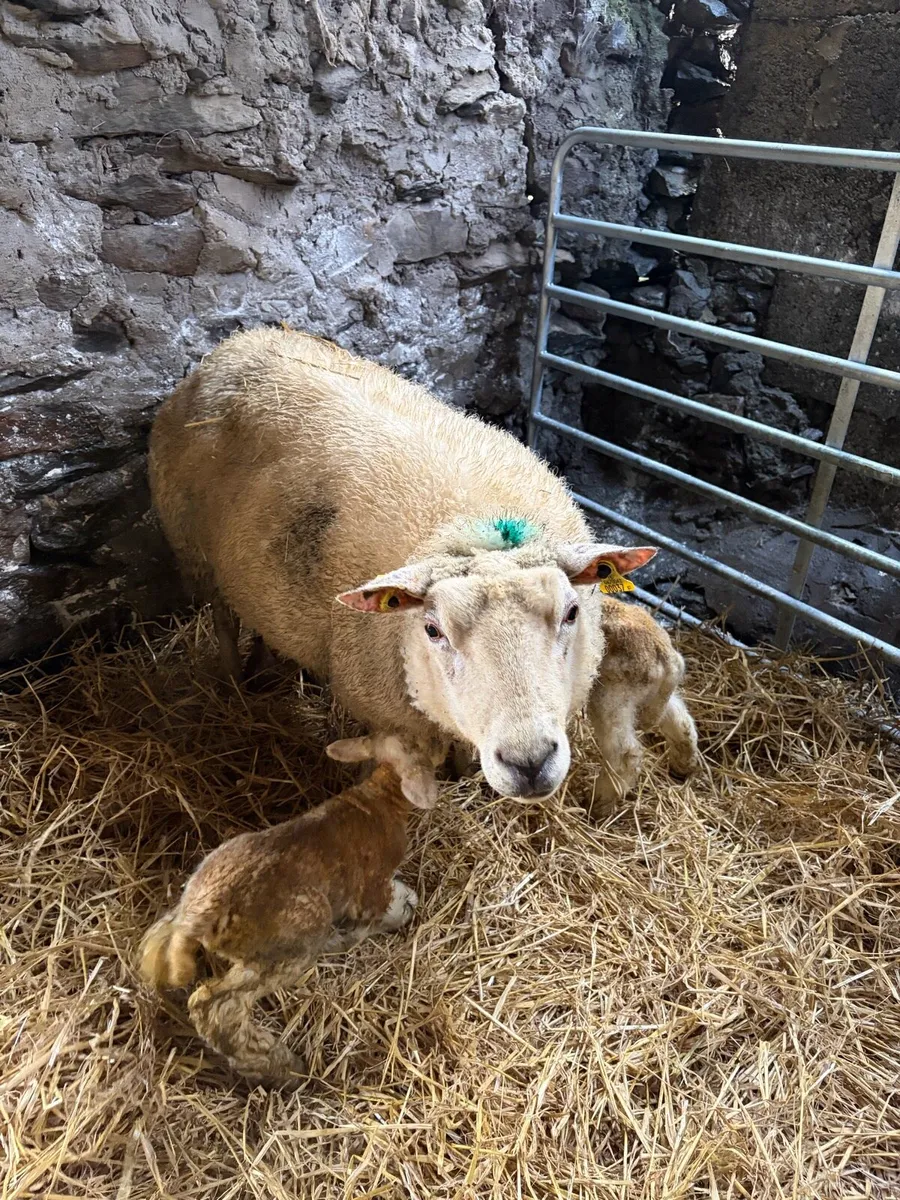 🐑Ewe with twin lambs🐑 - Image 3