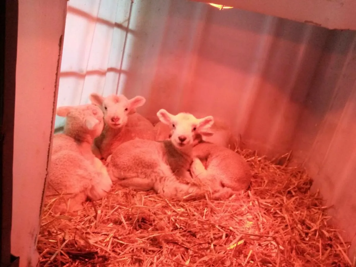 Pet lambs wanted - Image 1