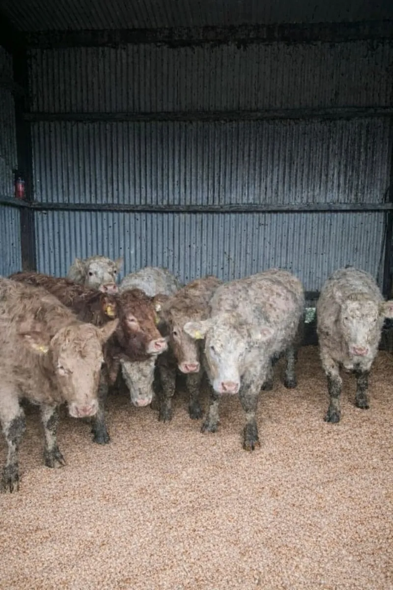 Suckler  bullock and heifers. Sale sat 17th jan - Image 1