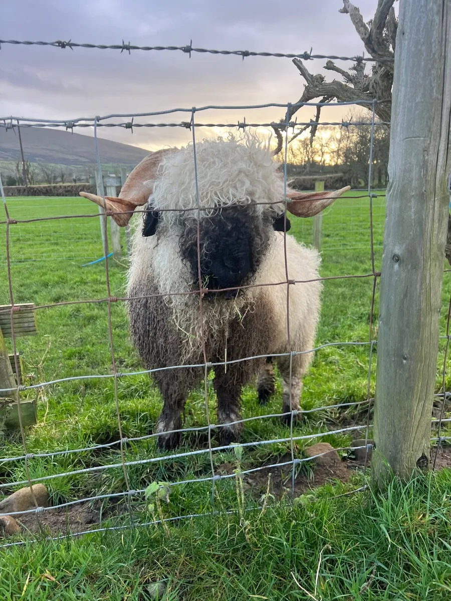 Valais Blacknose Ram Lamb - Image 1