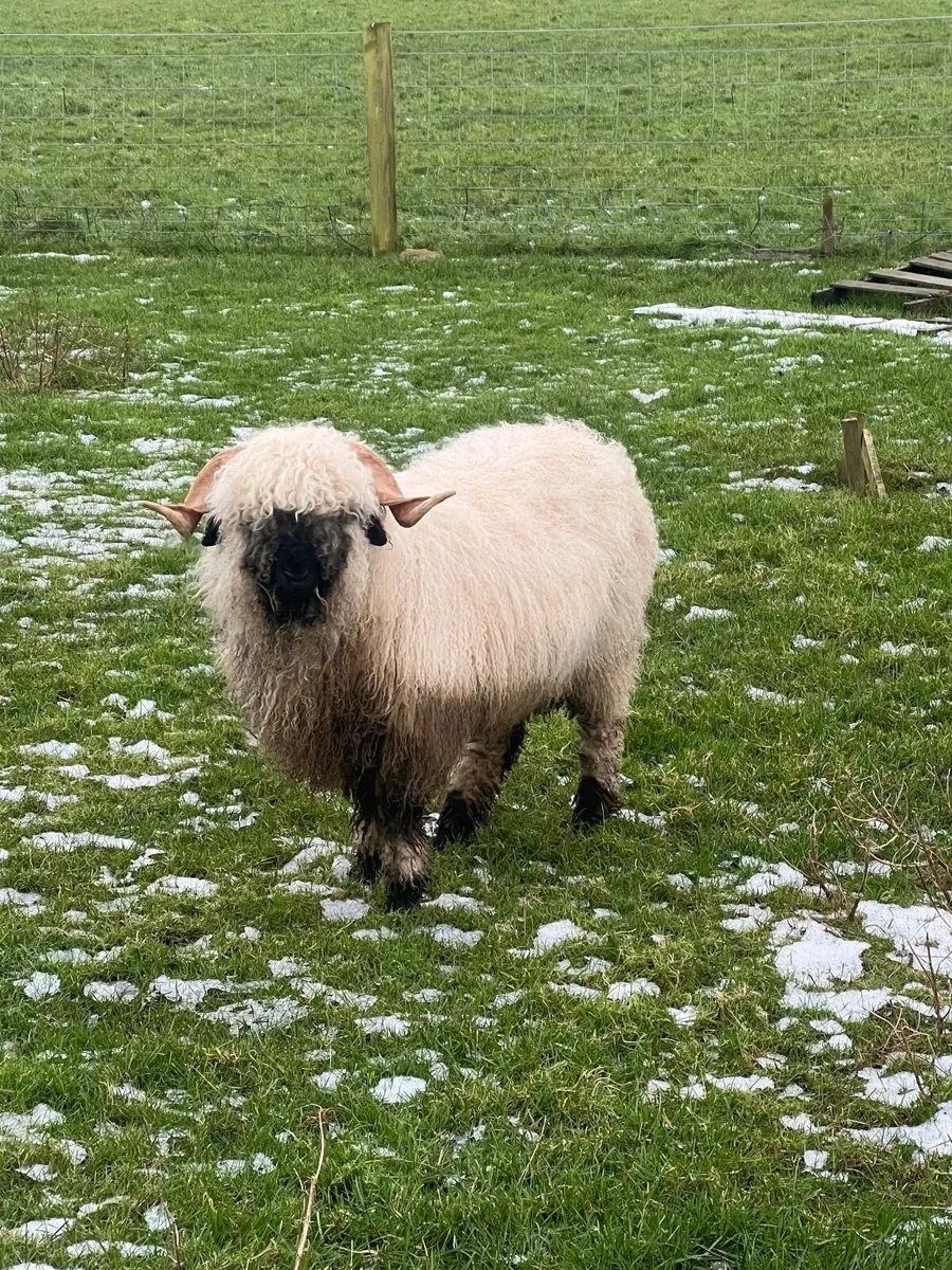 Valais Blacknose Ram Lamb - Image 2