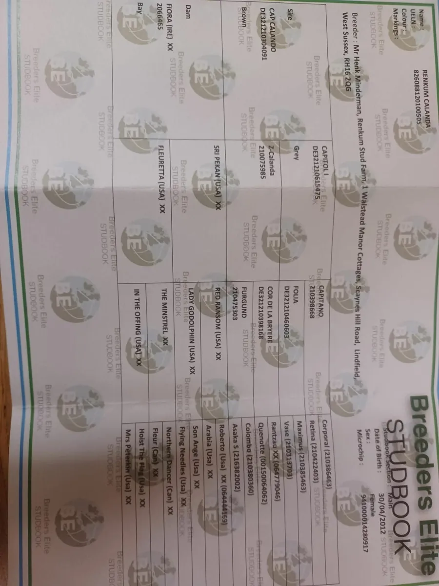 Brood Mare - Image 2