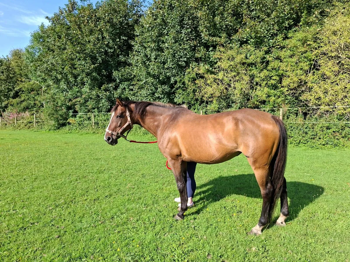 Brood Mare - Image 1