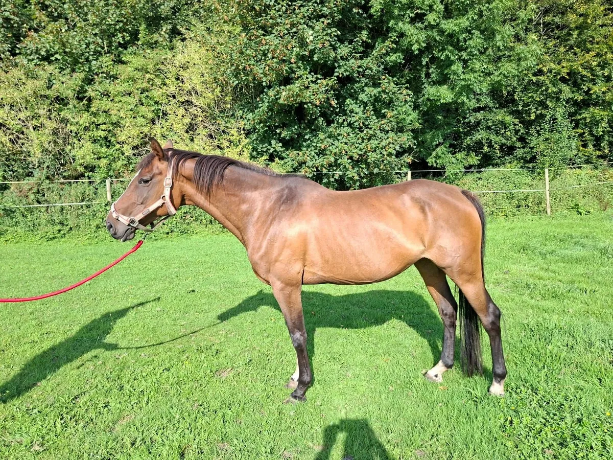 Brood Mare - Image 4