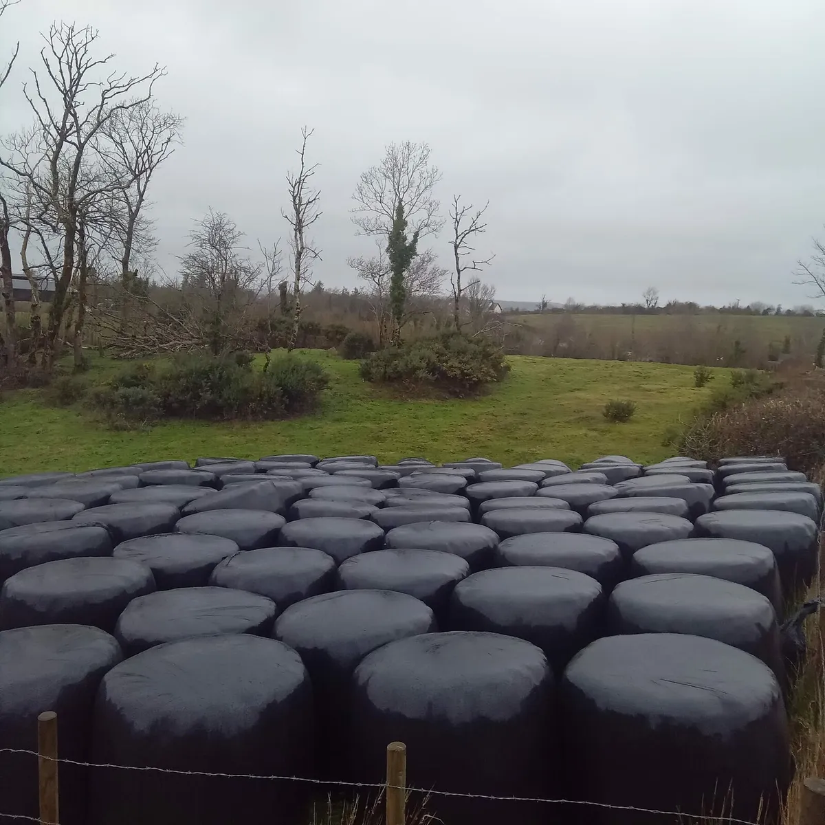 Round Bales Haylage - Image 2